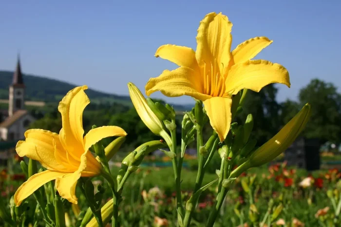 Hemerocallis ‚Berlin Multi‘ (Kleinblumige Taglilie)
