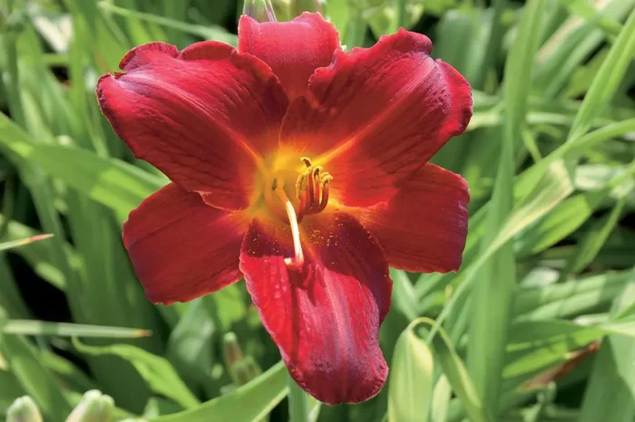 Hemerocallis ‚Berlin Oxblood‘ (Großblumige Taglilie)