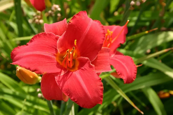 Hemerocallis ‚Beste Kirsch‘ (Großblumige Taglilie)
