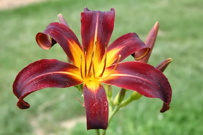 Hemerocallis ‚Black Plush‘ (Großblumige Taglilie)