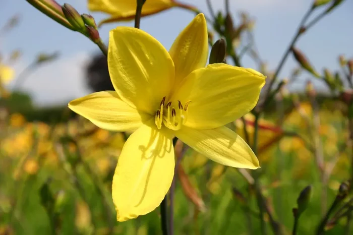 Hemerocallis ‚Corky‘ (Miniaturblütige Taglilie)