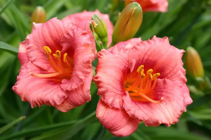 Hemerocallis ‚Cosmopolitan‘ (Miniaturblütige Taglilie)