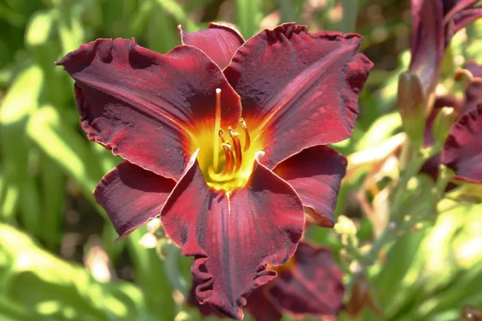 Hemerocallis ‚Ed Murray‘ (Kleinblumige Taglilie)