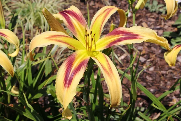 Hemerocallis ‚Free Wheelin‘ (Großblumige Taglilie)