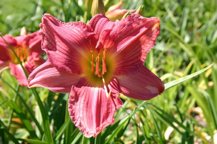 Hemerocallis ‚Glorious Grace‘ (Großblumige Taglilie)