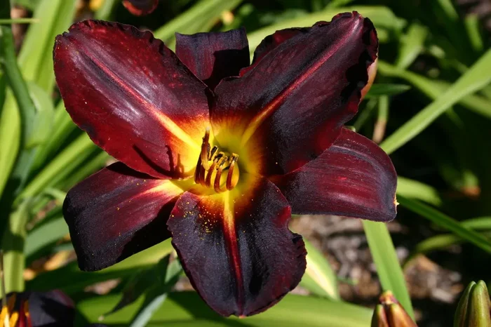 Hemerocallis ‚Helen von Stein‘ (Großblumige Taglilie)