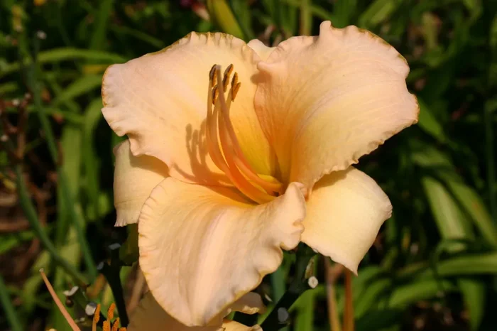 Hemerocallis ‚Helle Berlinerin‘ (Großblumige Taglilie)