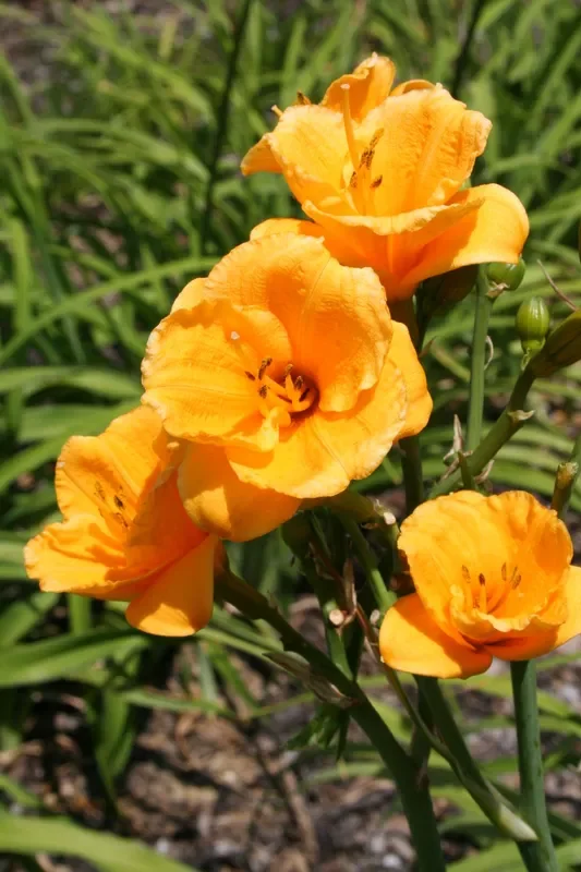 Hemerocallis ‚Knick Knack‘ (Miniaturblütige Taglilie)