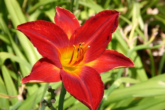 Hemerocallis ‚Lusty Lealand‘ (Großblumige Taglilie)