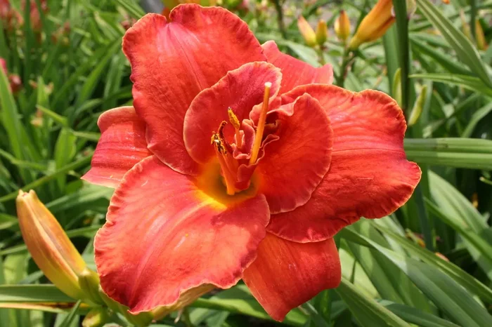 Hemerocallis ‚Moses Fire‘ (Großblumige Taglilie)