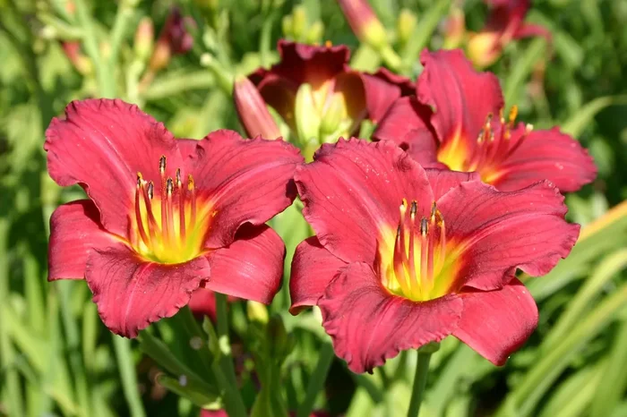 Hemerocallis ‚Pardon Me‘ (Miniaturblütige Taglilie)