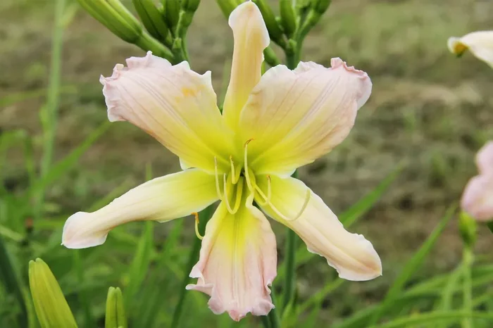 Hemerocallis ‚Phial of Galadriel‘ (Großblumige Taglilie)