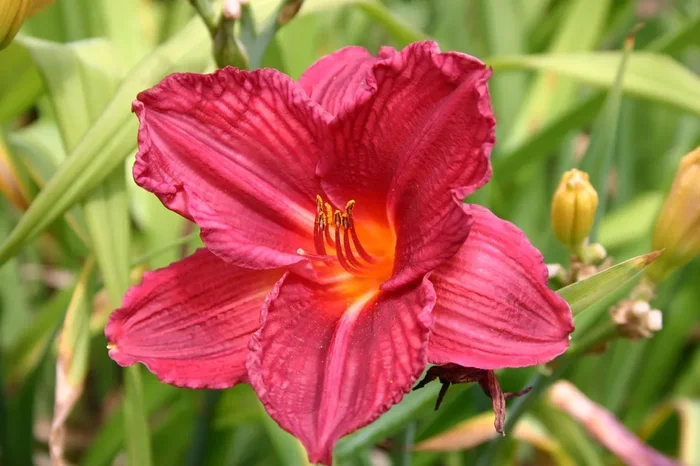 Hemerocallis ‚Raspberry Wine‘ (Großblumige Taglilie)