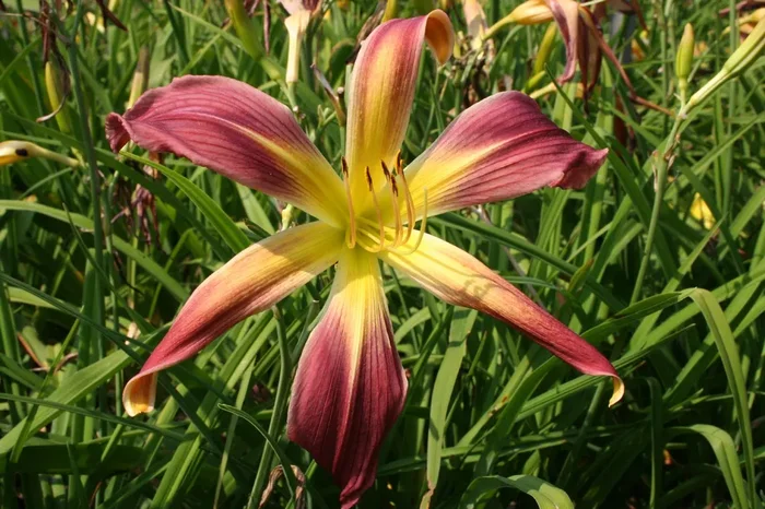 Hemerocallis ‚Roger Grounds‘ (Großblumige Taglilie)