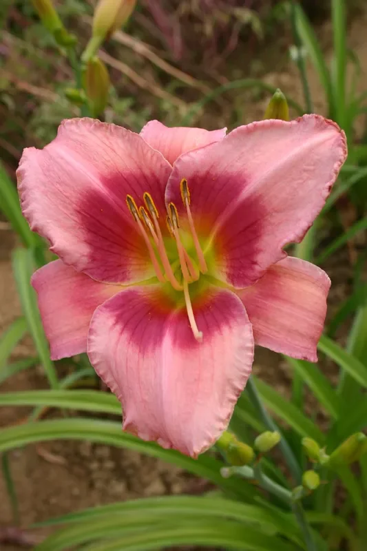 Hemerocallis ‚Rose of Avalanche‘ (Großblumige Taglilie)
