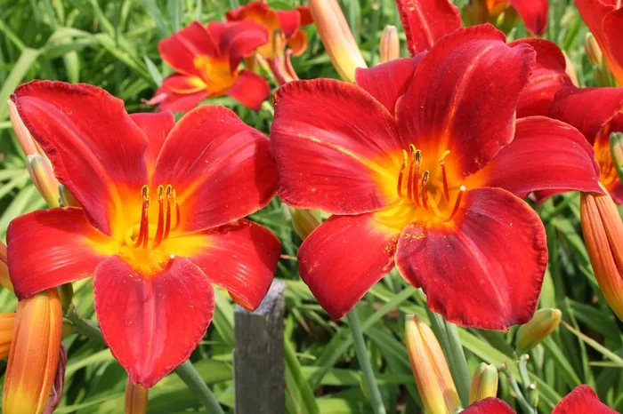 Hemerocallis ‚Rotes Rathaus‘ (Großblumige Taglilie)