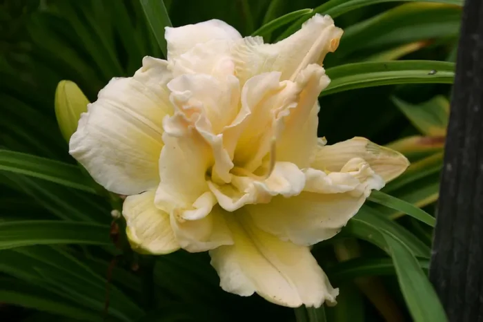 Hemerocallis ‚Schnickel Fritz‘ (Großblumige gefüllte Taglilie)