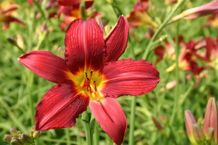 Hemerocallis ‚Shining Plumage‘ (Großblumige Taglilie)