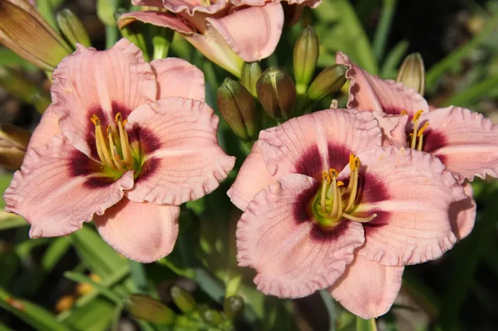 Hemerocallis ‚Siloam Merle Kent‘ (Kleinblumige Taglilie)