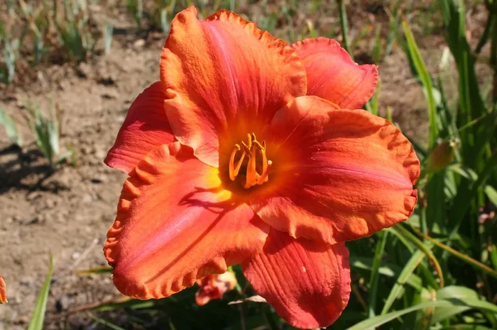 Hemerocallis ‚South Seas‘ (Großblumige Taglilie)
