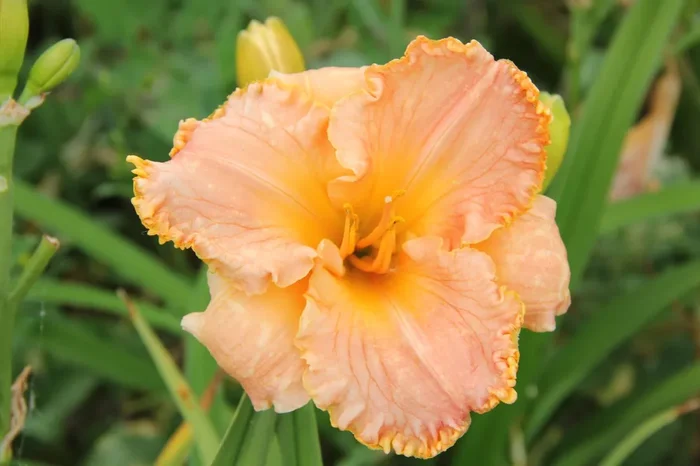 Hemerocallis ‚Southern Coral‘ (Großblumige Taglilie)