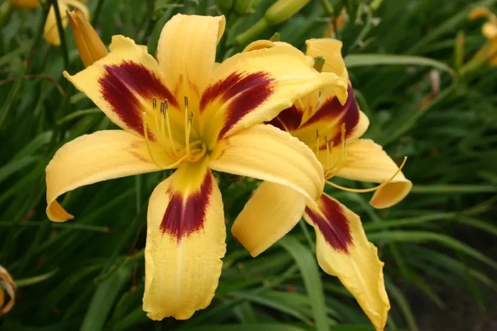 Hemerocallis ‚Spectacular‘ (Großblumige Taglilie)
