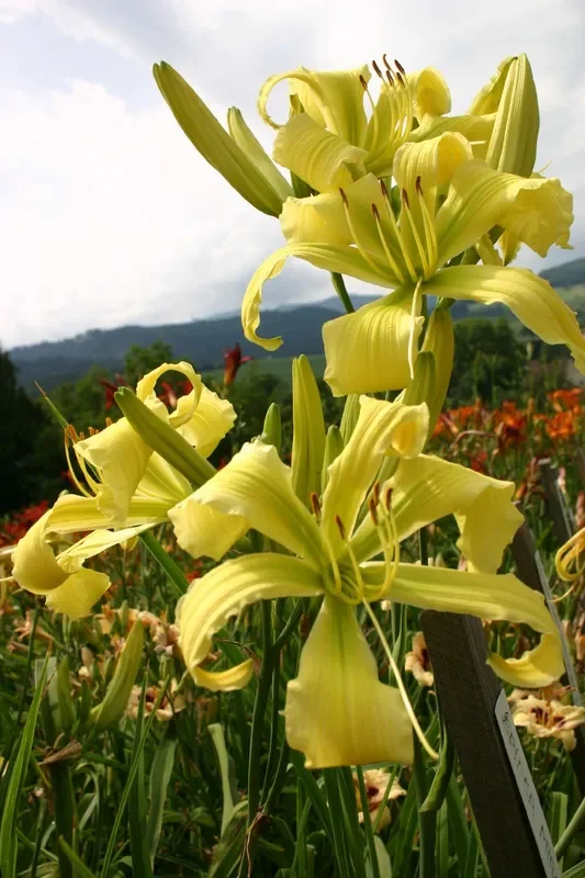 Hemerocallis ‚Spider Miracle‘ (Großblumige Taglilie)