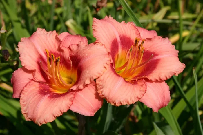 Hemerocallis ‚Strawberry Candy‘ (Kleinblumige Taglilie)
