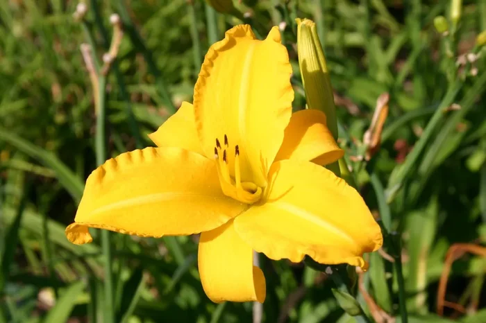 Hemerocallis ‚Sunday Afternoon‘ (Großblumige Taglilie)