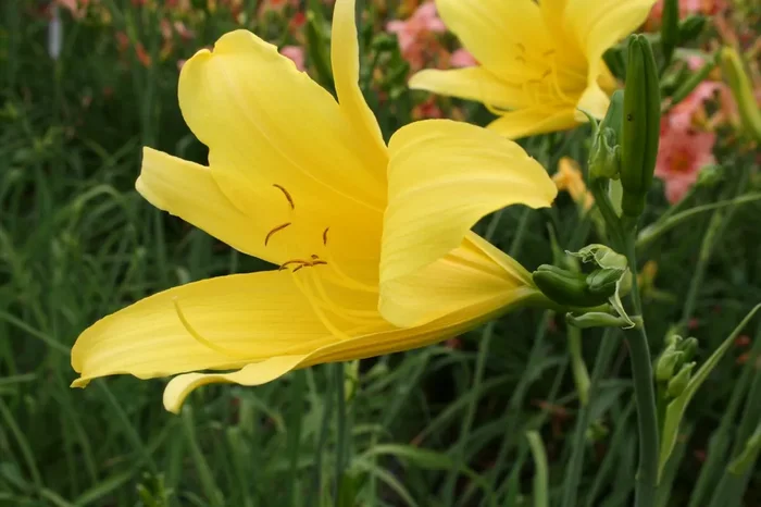 Hemerocallis ‚Susan Threadwell‘ (Großblumige Taglilie)
