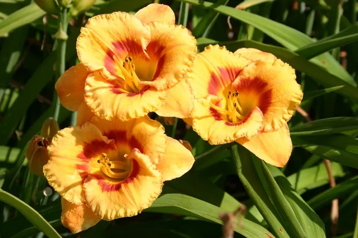 Hemerocallis ‚Tigerling‘ (Kleinblumige Taglilie)