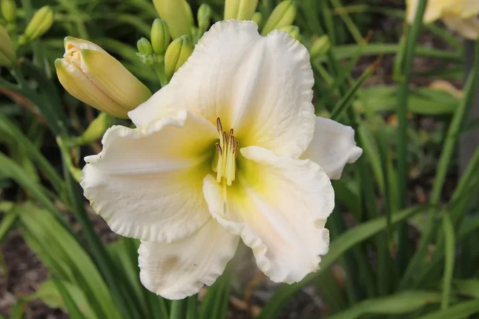 Hemerocallis ‚White Perfection‘ (Großblumige Taglilie)