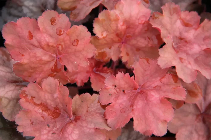 Heuchera ‚Cherry Cola‘ (Purpurglöckchen)