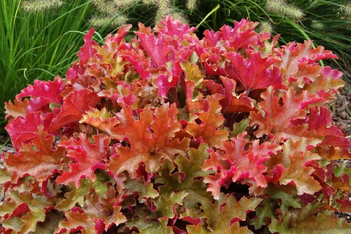Heuchera ‚Marmalade‘ (Garten-Purpurglöckchen)