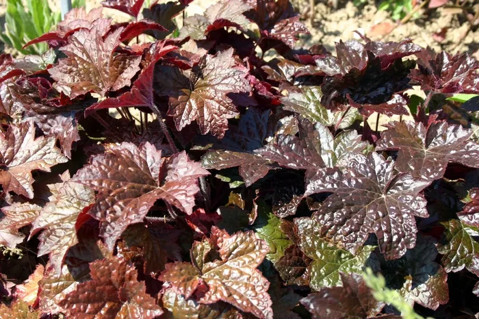 Heuchera ‚Palace Purple‘ (Kleinblütiges Silberglöckchen)