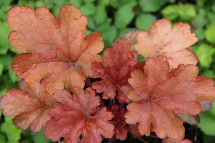 Heuchera ‚Peach Flambé‘ ® (Kleinblütiges Garten-Silberglöckchen)