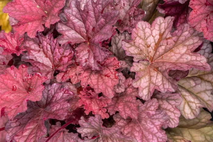 Heuchera ‚World Caffé Shakerato‘ (Purpurglöckchen)