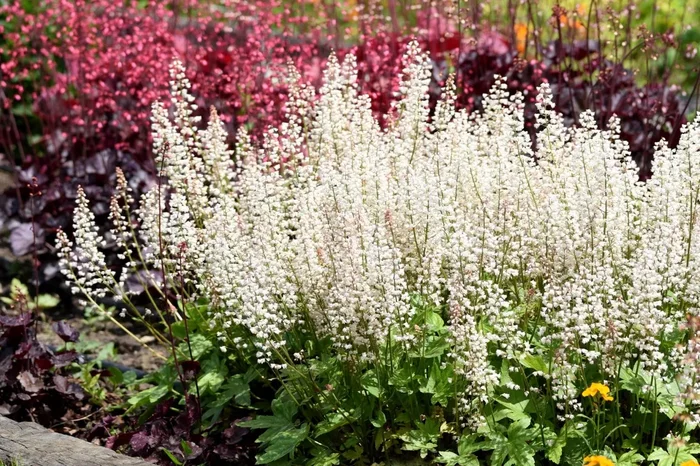 Heucherella ‚White Revolution‘ ® (Silberglöckchen)