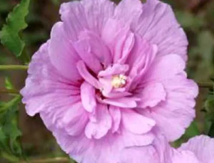 Hibiscus syriacus ‚Lavender Chiffon‘ ® (Rosen- bzw. Strauch-Eibisch)