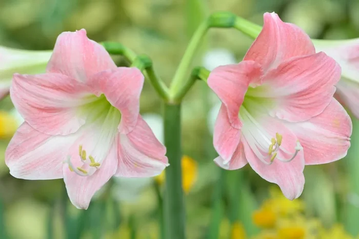 Hippeastrum rosa (Amaryllis | Ritterstern)