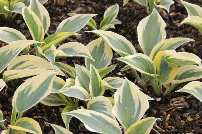 Hosta ‚Autumn Frost‘ ® (Funkie | Herzblattlilie)