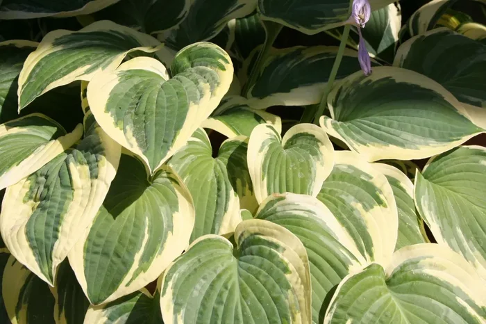 Hosta ‚Brim Cup‘ (Funkie)
