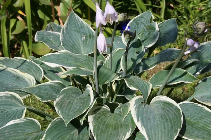 Hosta ‚El Nino‘ (Funkie | Herzblattlilie)