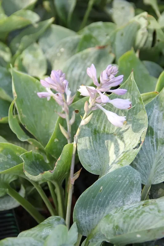Hosta ‚Empress Wu‘ (Funkie)