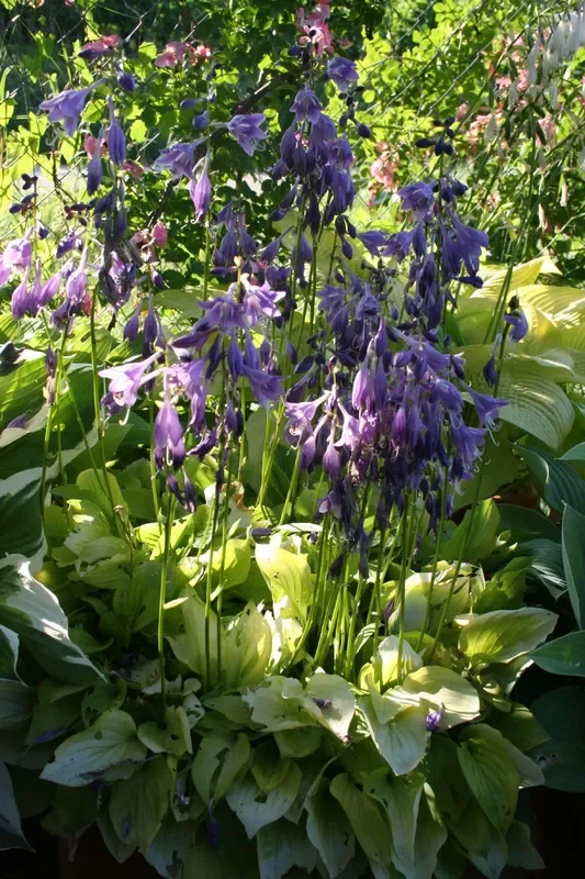Hosta ‚Hydon Sunset‘ (Funkie)