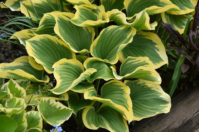 Hosta ‚Liberty‘ (Funkie)