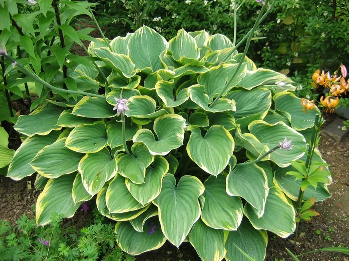 Hosta ‚Sagae‘ (Funkie | Herzblattlilie)