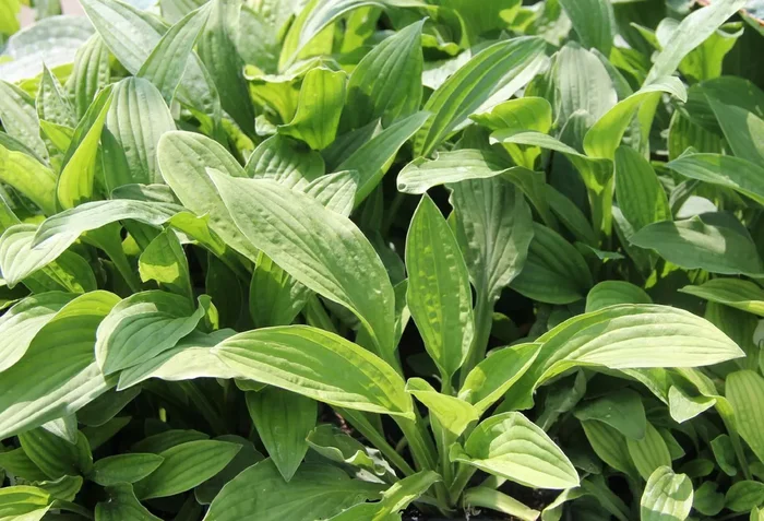 Hosta ‚Snowflakes‘ (Funkie)