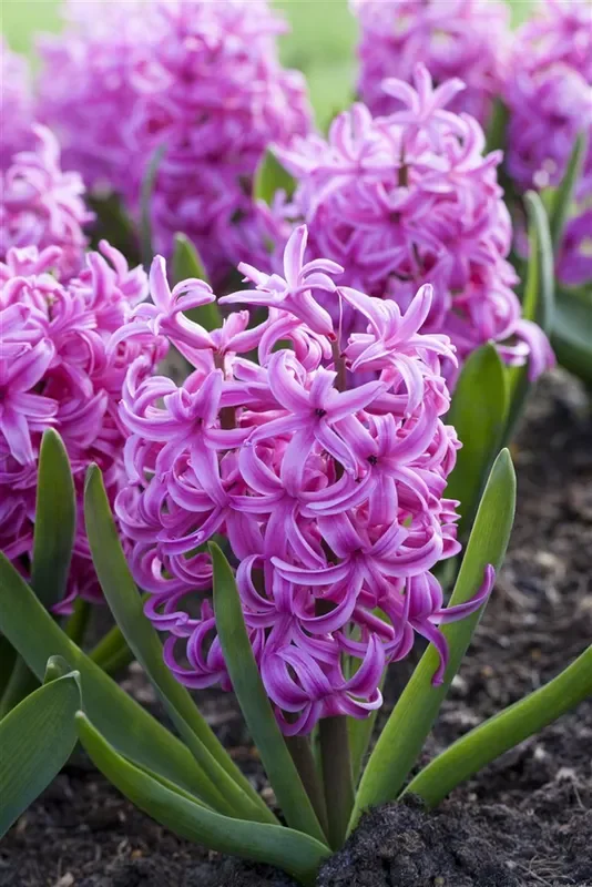 Hyazinthe ‚Pink Pearl‘ – 5 Blumenzwiebeln