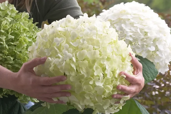 Hydrangea arborescens ‚Strong Annabelle‘ ® (Ballhortensie)